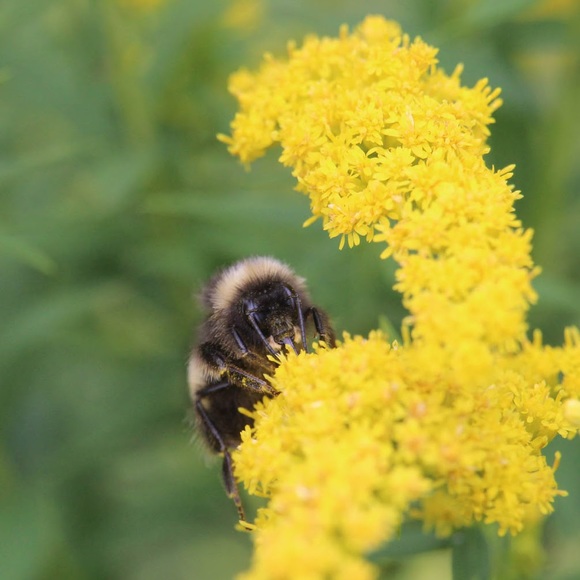 Meet your Posher, Cassie - Picture 2 of 3